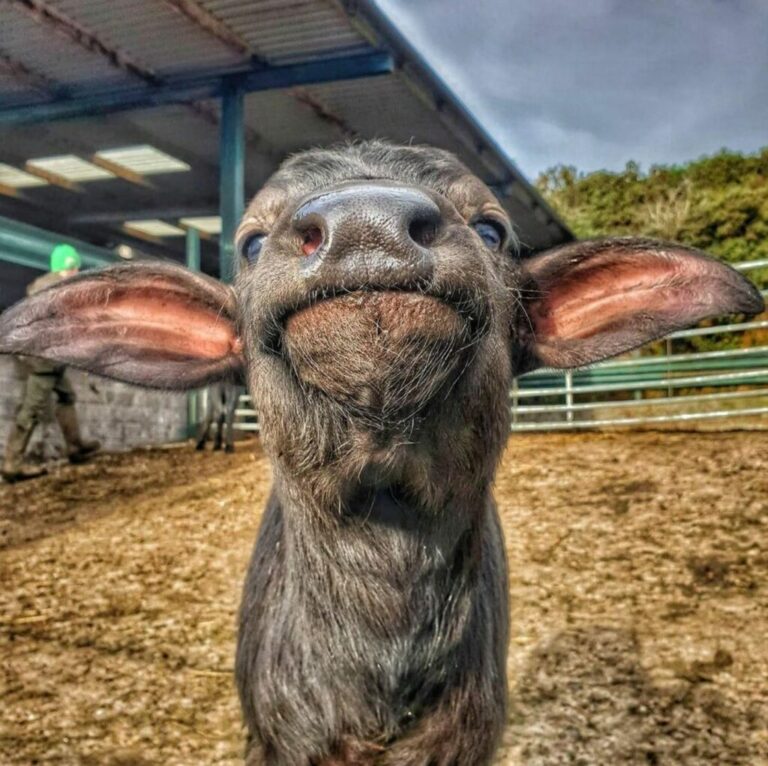 Buffalo Baby 1024x1021 1 768x766