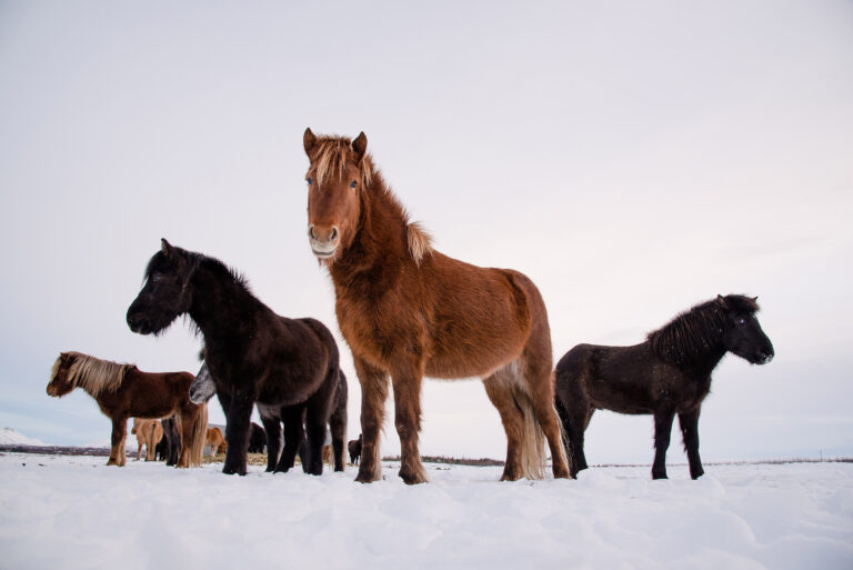 OPN icelandic ponies 768x513