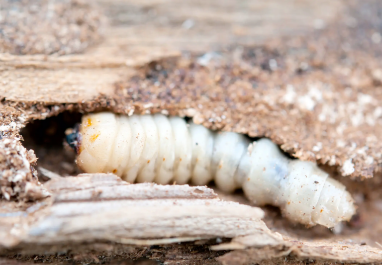 woodworm 768x533